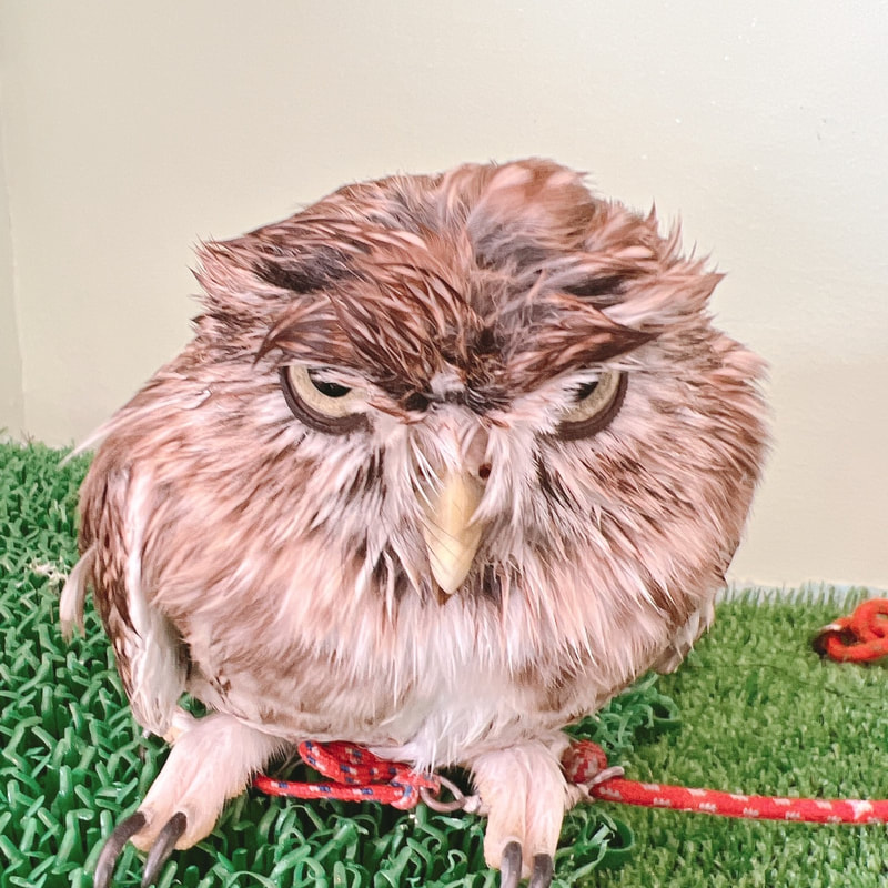 Littleowl　kawaii harajuku owlcafe owlvillage tokyo owl
