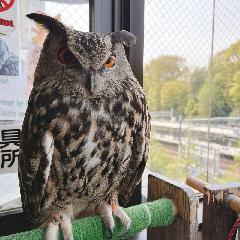 Eurasian Eagle Owl Alert Owl Alert Owl Cafe - Harajuku Shibuya Tokyo Meiji Jingu Shrine construction 