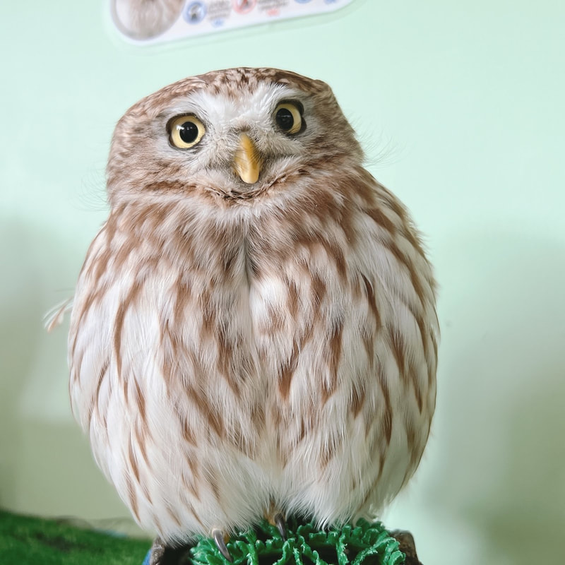 Birthday congratulations Littleowl cute female owl owl cafe Harajuku Tokyo Shibuya kamacho 7 years old