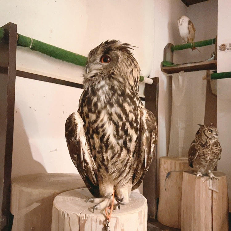Eurasian Eagle Owl Barred Owl African Eagle Owl Cute Owl Village Owl Cafe Harajuku Shibuya Tokyo　