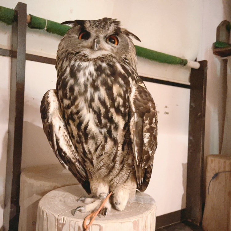 Eurasian Eagle Owl Barred Owl African Eagle Owl Cute Owl Village Owl Cafe Harajuku Shibuya Tokyo　sleep　hairstyle