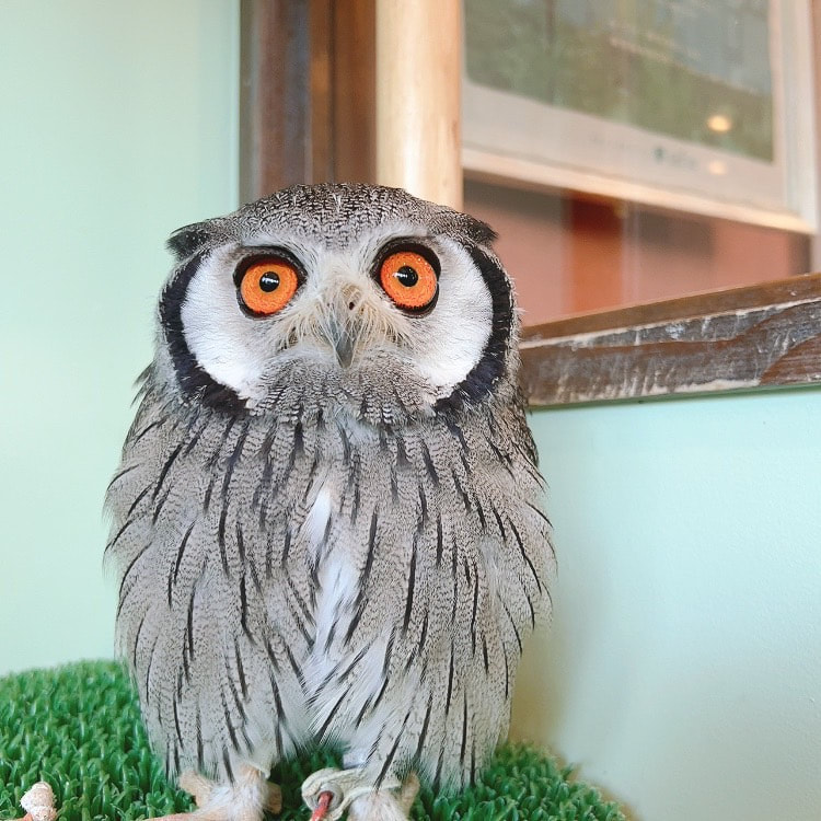 White-faced Scops Owl　Littleowl　kawaii harajuku 　Western Screech Owl　owlcafe owlvillage tokyo owl　