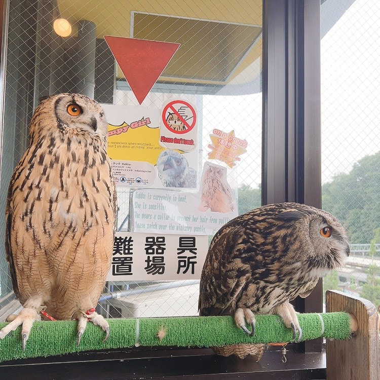 Eurasian Eagle Owl Owl Cute Owl Village Owl Cafe Harajuku Shibuya Tokyo　rockeagleowl　boss