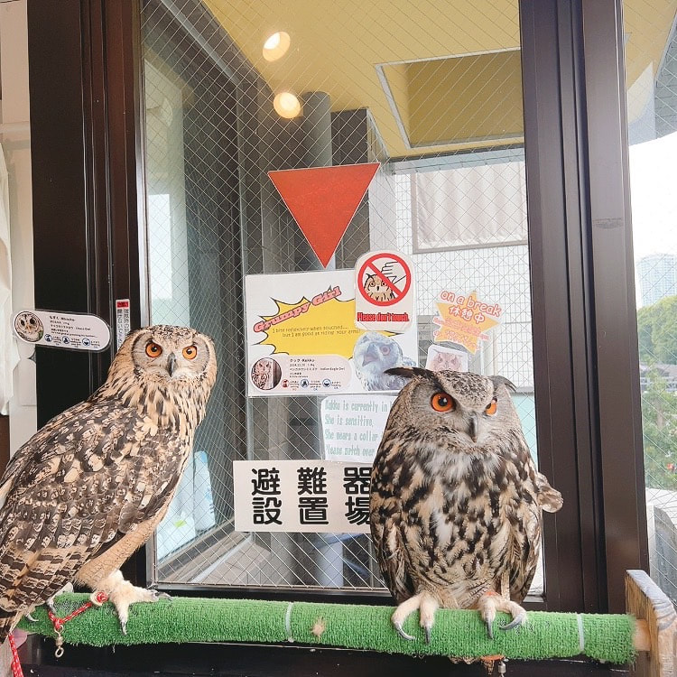Eurasian Eagle Owl Owl Cute Owl Village Owl Cafe Harajuku Shibuya Tokyo　rockeagleowl