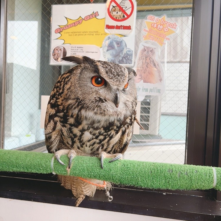 Eurasian Eagle Owl Owl Cute Owl Village Owl Cafe Harajuku Shibuya Tokyo