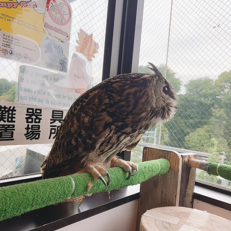 Eurasian Eagle Owl Owl Cute Owl Village Owl Cafe Harajuku Shibuya Tokyo　bigtype