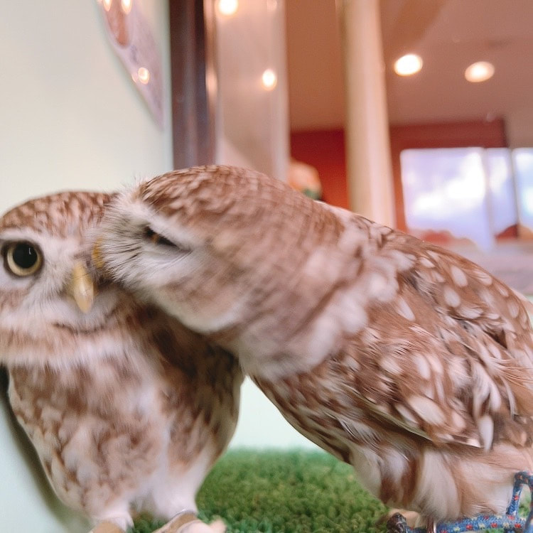 Littleowl　kawaii harajuku owlcafe owlvillage tokyo owl　Friends　love　kiss
