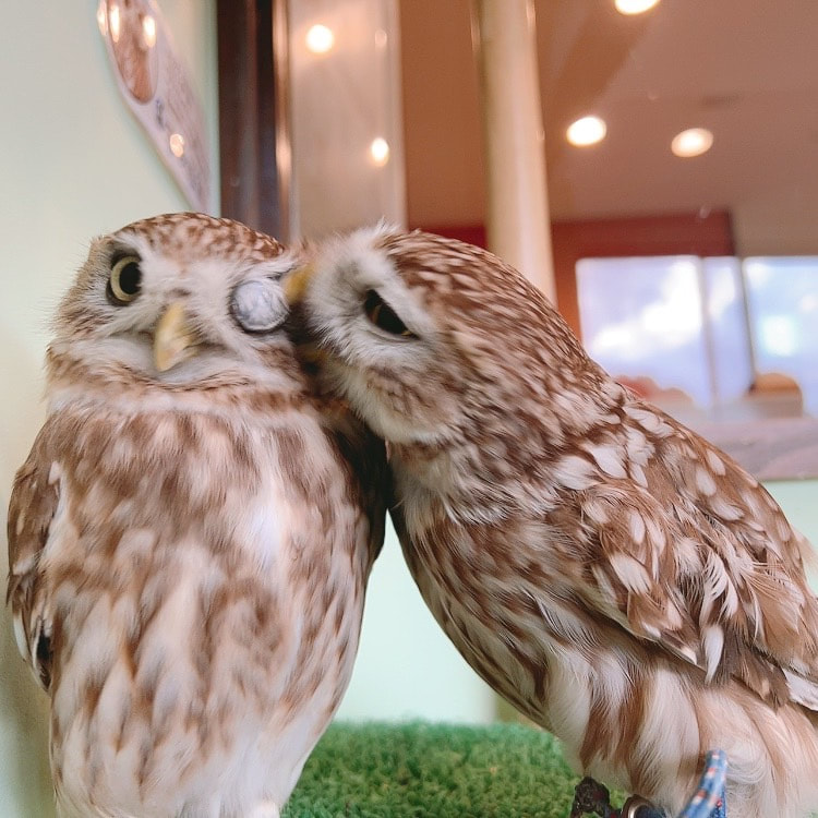 Littleowl　kawaii harajuku owlcafe owlvillage tokyo owl　Friends　love