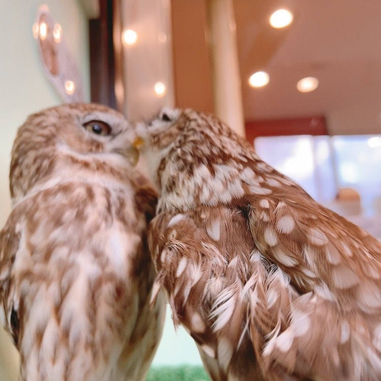 Littleowl　kawaii harajuku owlcafe owlvillage tokyo owl　Friends