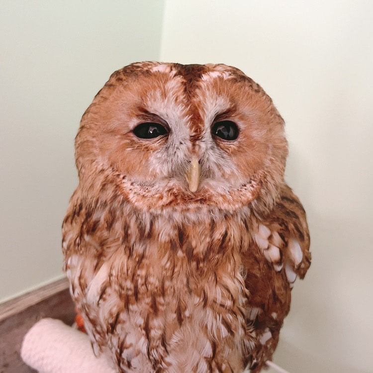Ural owl - tawny Owl - Birthday - Happy Birthday - 5 years old - youngest - youngest - best friend