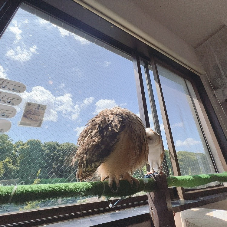 rockeagleowl　owlvillage tokyo shibuya barnowl　kawaii　sunnyday　grooming
