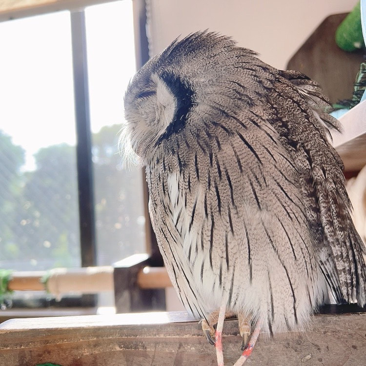 White-faced Scops Owl - grandfather