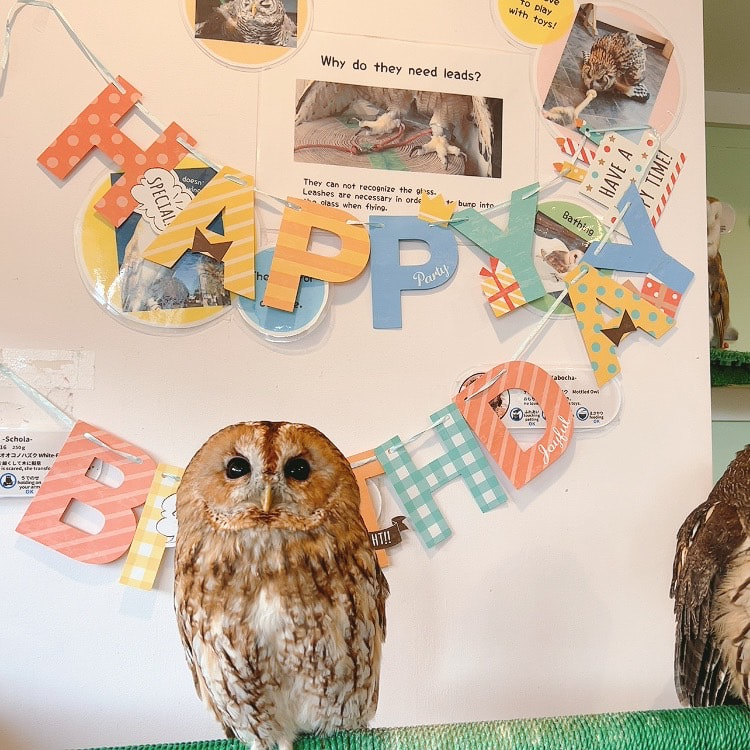 Tawny Owl - birthday - #1 - youngest son