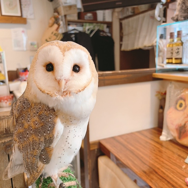 Barn owl - newcomer - name - decision - owl cafe - Harajuku - Tokyo - Shibuya-Kawaii