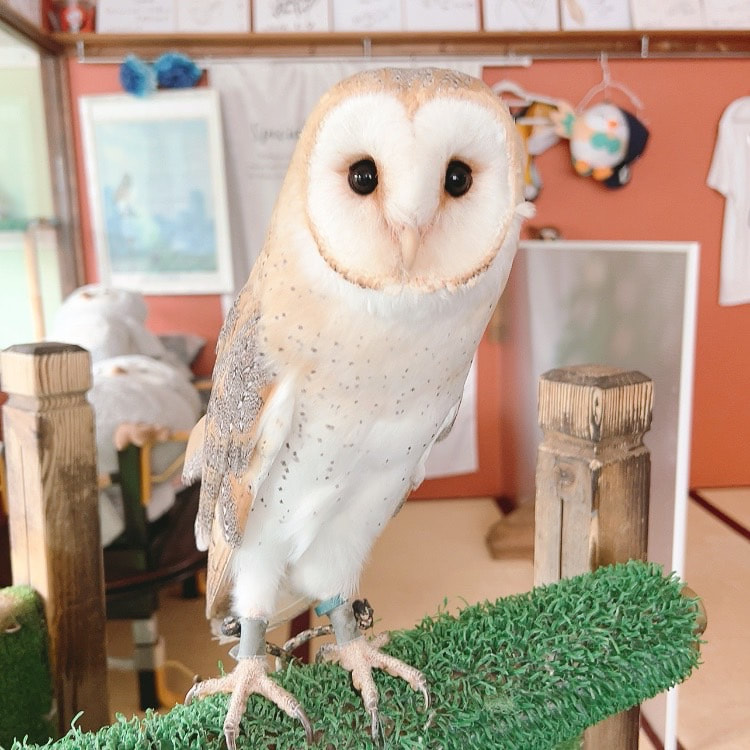 Barn owl - newcomer - name - decision - owl cafe - Harajuku - Tokyo - Shibuya
