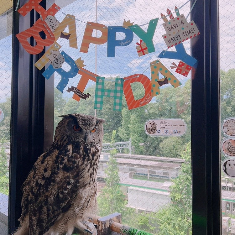 Eurasian Eagle Owl Cute Birthday 7 years old OwlVillage Owl Cafe Harajuku Shibuya Tokyo