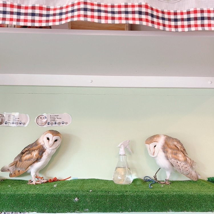 Barn owl - couple - male - female - owl cafe - Harajuku - Shibuya - Tokyo - cute - birds of prey - heat wave 