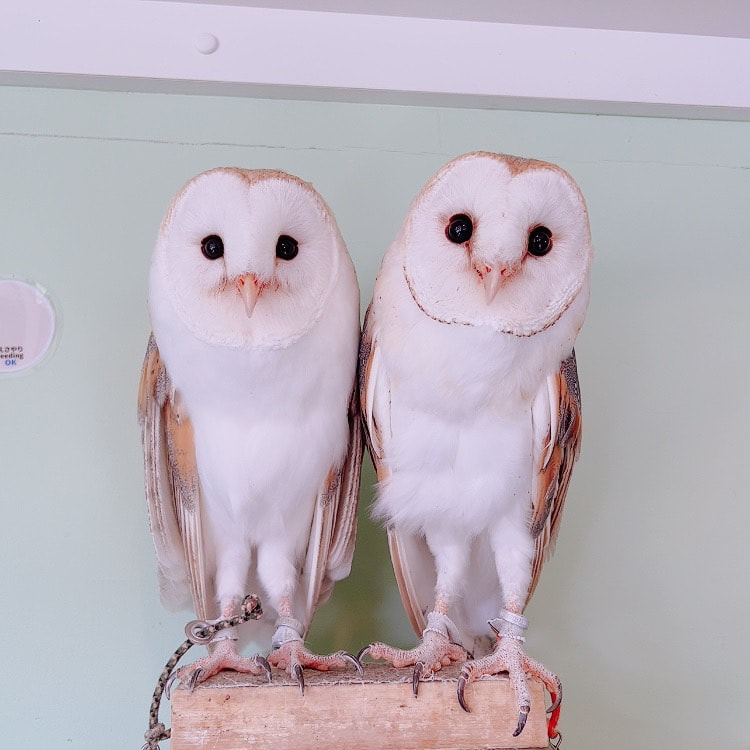 Barn owl - couple - male - female - owl cafe - Harajuku - Shibuya - Tokyo - cute - birds of prey - heat wave - end of rainy season