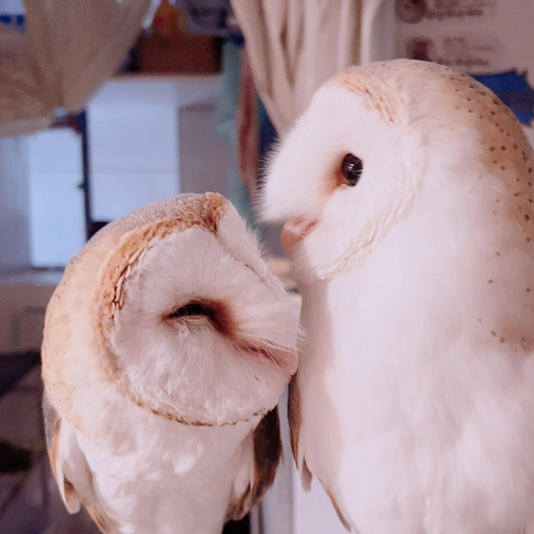 Barn owl - couple - male - female - owl cafe - Harajuku - Shibuya - Tokyo - cute - birds of prey - heat wave - end of rainy season-lovers