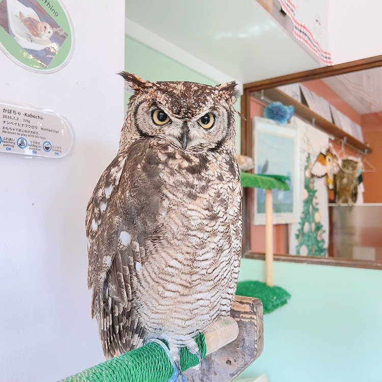 Owl Cute Owl Village Owl Cafe Fluffy Tokyo Shibuya Harajuku　