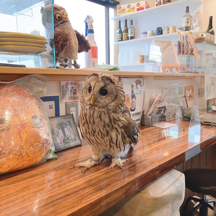 URAL-owl -tawnyowll - latte cute - owl cafe - harajuku - tokyo - shibuya - room - cafe - lunch - food
