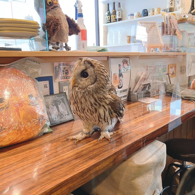 URAL-owl -tawnyowll - latte cute - owl cafe - harajuku - tokyo - shibuya - room - cafe - lunch 