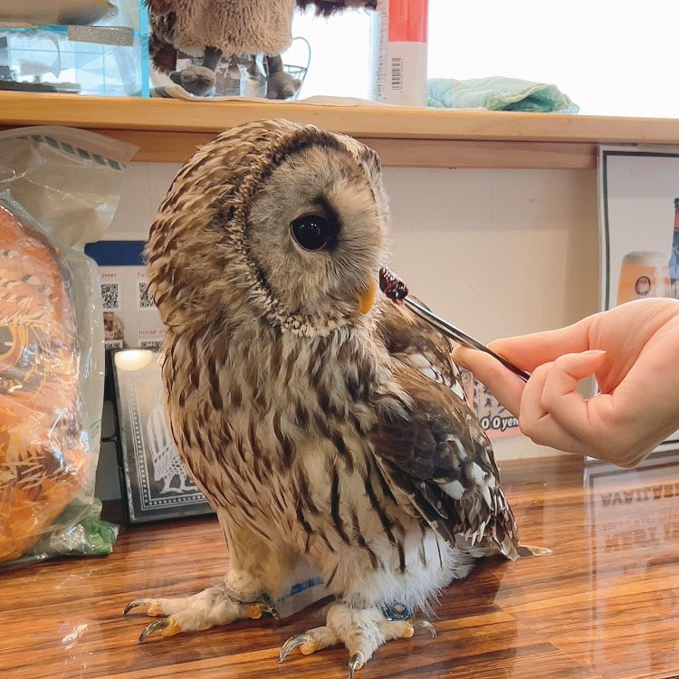 URAL-owl -tawnyowll - latte cute - owl cafe - harajuku - tokyo - shibuya - room - cafe - lunch - food-Counter