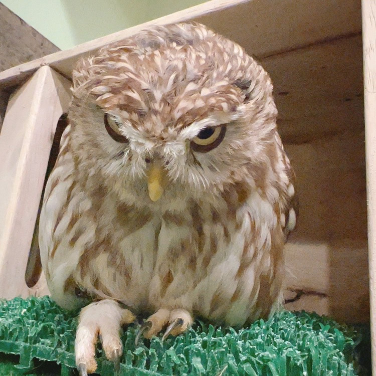 Little owl - cute - female - owl - owl cafe - Harajuku - Tokyo - Shibuya - feathering - bald