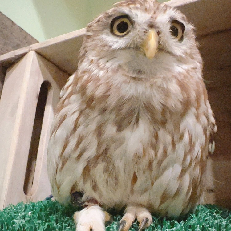 Little owl - cute - female - owl - owl cafe - Harajuku - Tokyo - Shibuya 