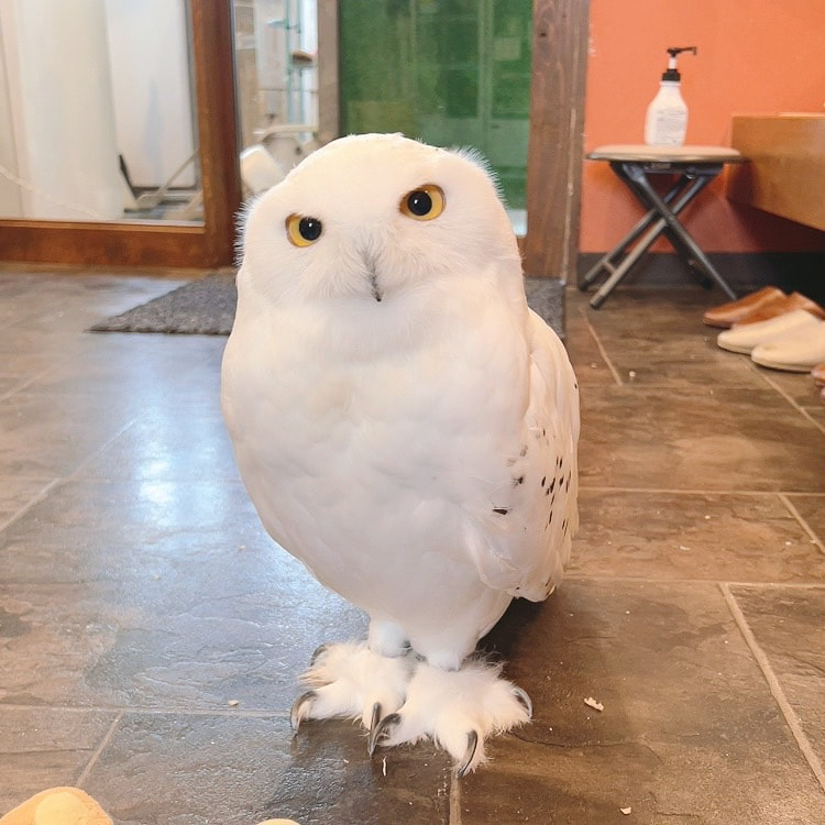 SnowOwl - Towle - Cute - 20220715 - Owl Cafe - Harajuku - Shibuya - Tokyo - Pet Hotel - Overnight Stay - Owl Hotel