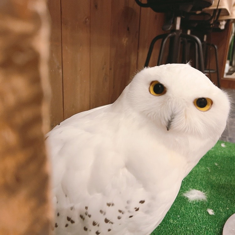  cute - consecutive holidays - owl café - Harajuku - Tokyo - Shibuya  - pet hotel - fluffy - Snow Owl