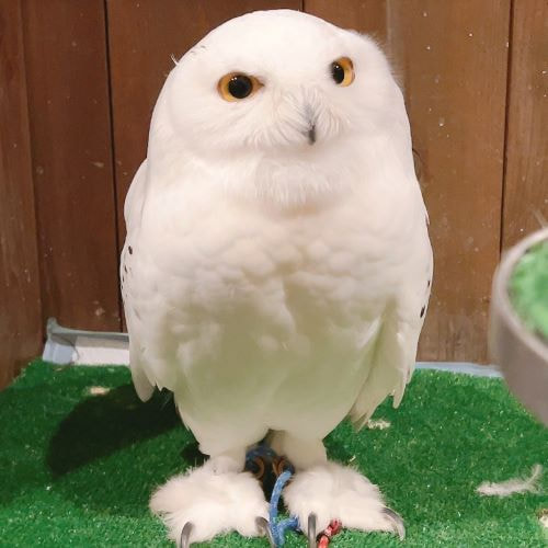 Snowy owl - cute - owl cafe - Harajuku - Shibuya - Tokyo - owl village - Tully's Coffee - collaboration