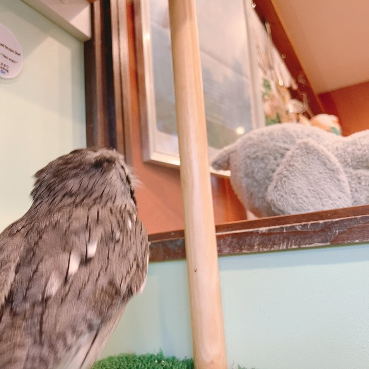 White-faced Scops Owl　Littleowl　kawaii harajuku 　clean　owlcafe owlvillage tokyo owl