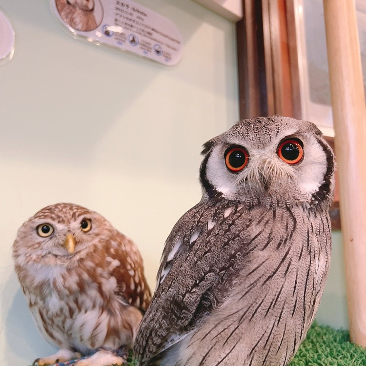 White-faced Scops Owl　Littleowl　kawaii harajuku 　orange　eyes　owlcafe owlvillage tokyo owl