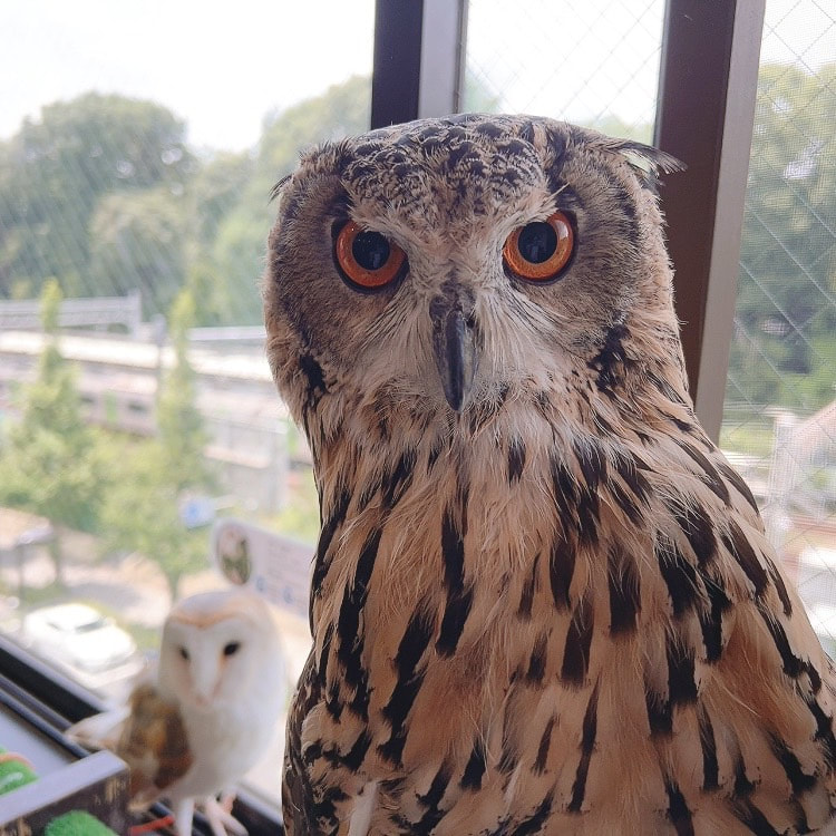 Rock Eagle Owl - Barn Owl - Cute - Brother - Sister - Owl Cafe - Harajuku - Shibuya - Tokyo　Kawaii
