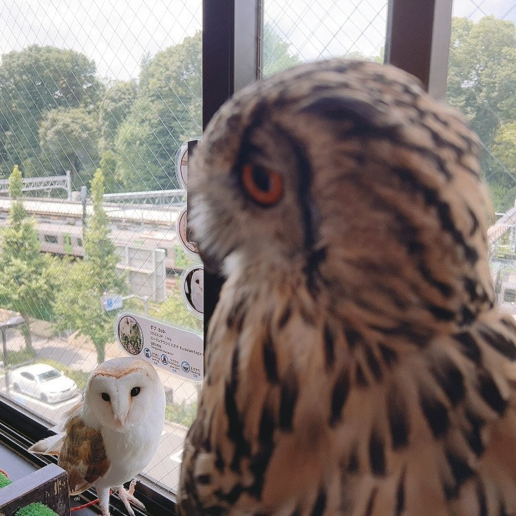 Rock Eagle Owl - Barn Owl - Cute - Brother - Sister - Owl Cafe - Harajuku - Shibuya - Tokyo