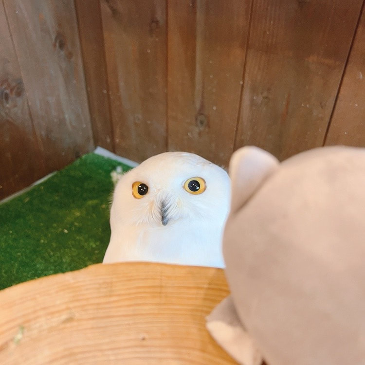 owlcafe　owlvillage tokyo shibuya snowowl