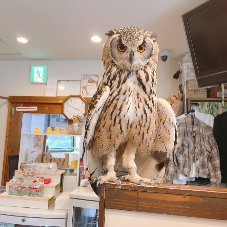 rockeagleowl　owlcafe　owlvillage tokyo shibuya 