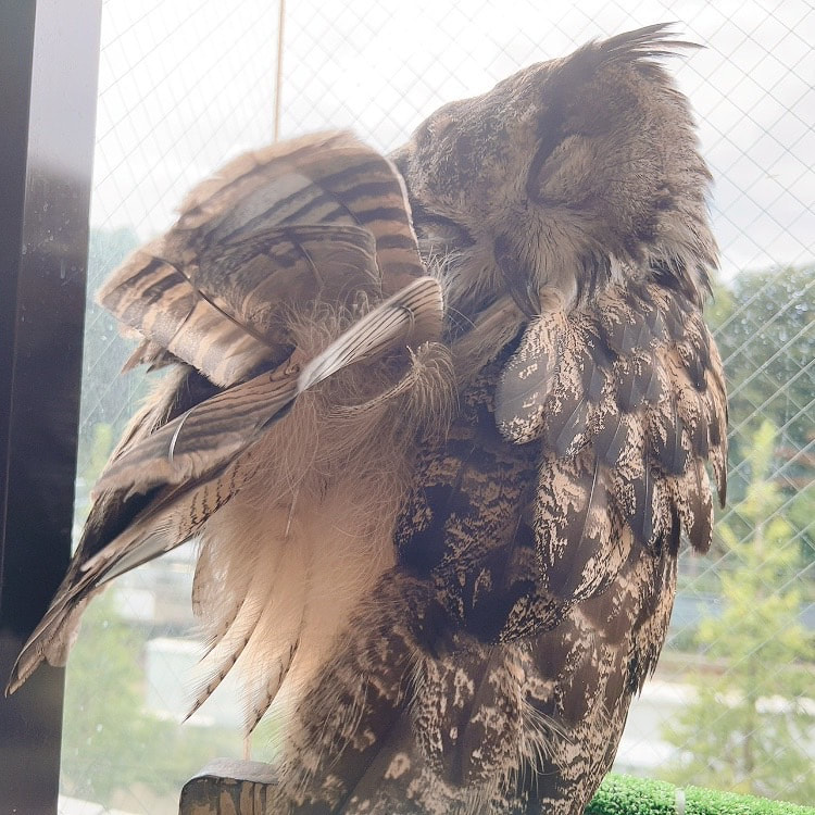 Eurasian eagle owl - feather grooming - humidity - hair salon - set - beauty salon-kawaii