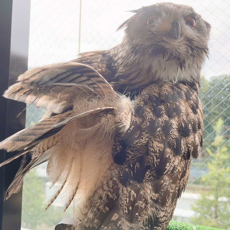 Eurasian eagle owl - feather grooming - humidity - hair salon - set - beauty salon