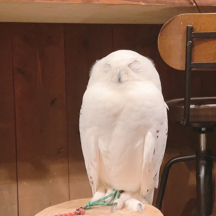 Blakiston's Fish Owl Male Pet Hotel Overnight stay Stay