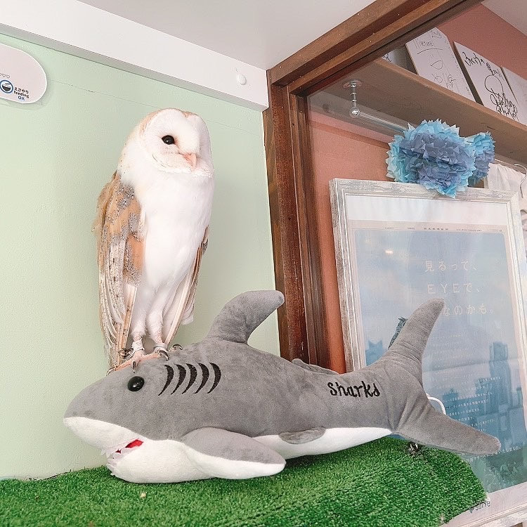 Barn Owl - Shark - Stuffed Toy