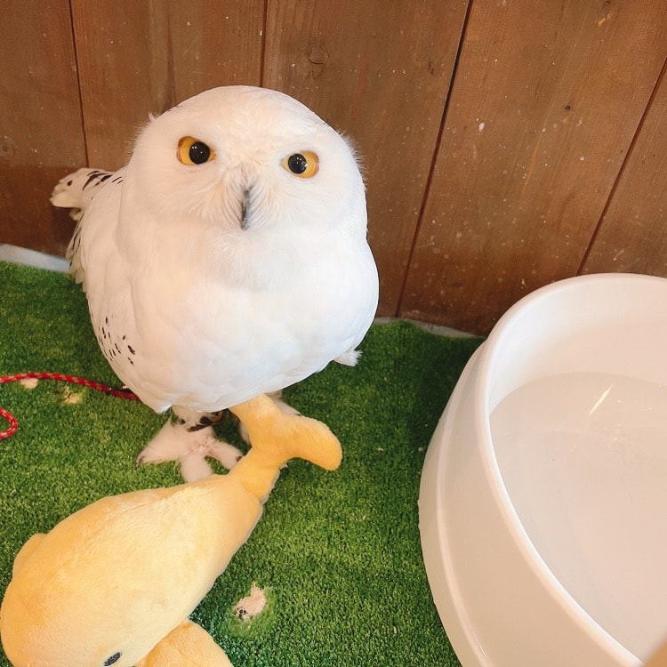 Snowy owl - swimming pool - sleepover - pet hotel - male