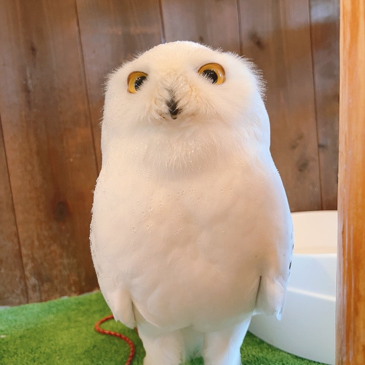 Snowy owl - clean - cleaning - grumpy - cute - male - owl - owl cafe - Harajuku - Tokyo - Shibuya - owl village - fluffy - menacing - newcomer