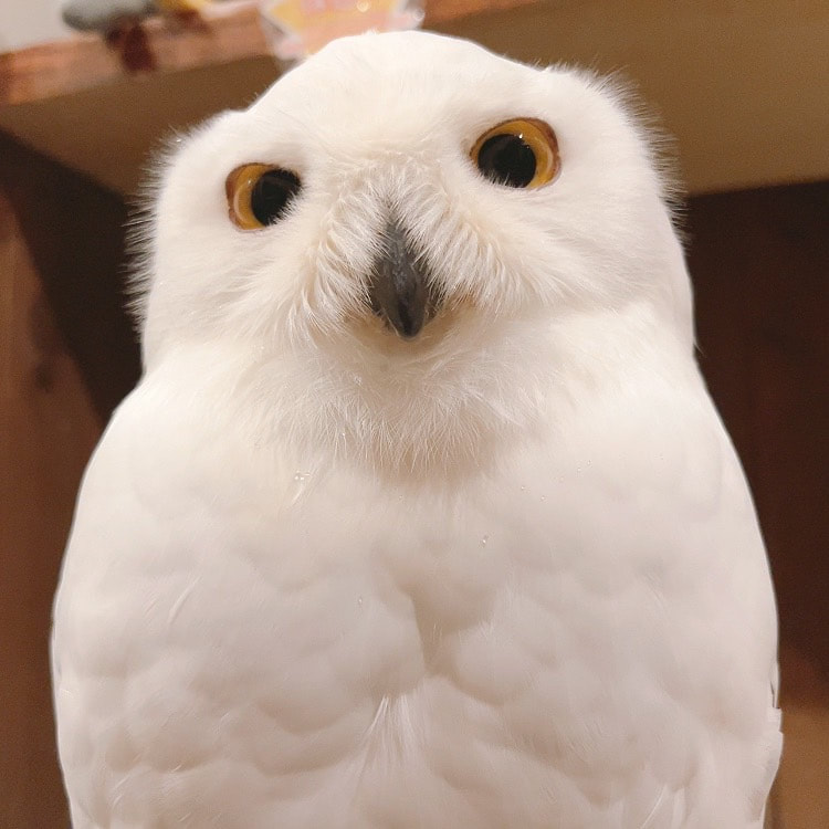 Snowy Owl Pet Hotel Overnight stay Male Cute Harajuku Shibuya Tokyo Shiny Owl Tomigaya