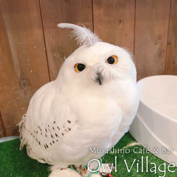 cute - Owl - Owl Cafe - Harajuku - Tokyo - Shibuya - Owl Village - Birthday - June ₋ Eurasian Eagle Owl - Snowy Owl