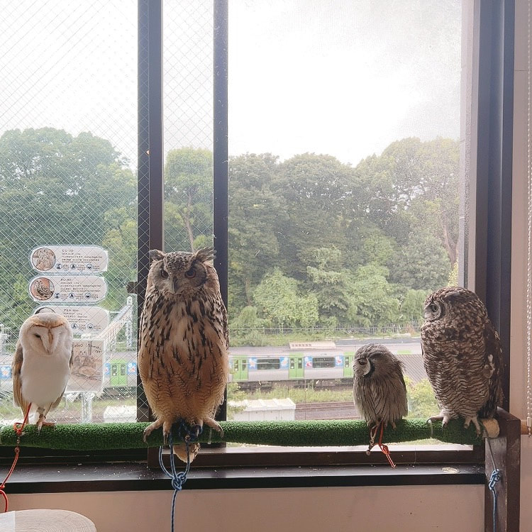 Barn Owl - Rock Eagle Owl - Sptted Eagle Owl - White Faced Scops Owl - Harajuku Station 