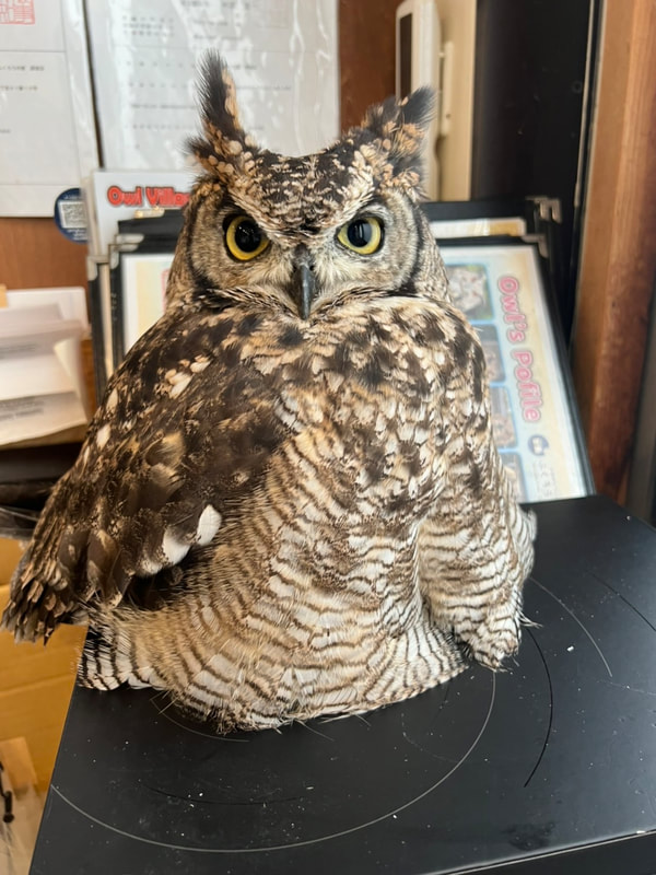 Sptted Eagle Owl - cute - transformation - owl cafe - Harajuku - Tokyo - Shibuya - feather horn - head spa - massage 