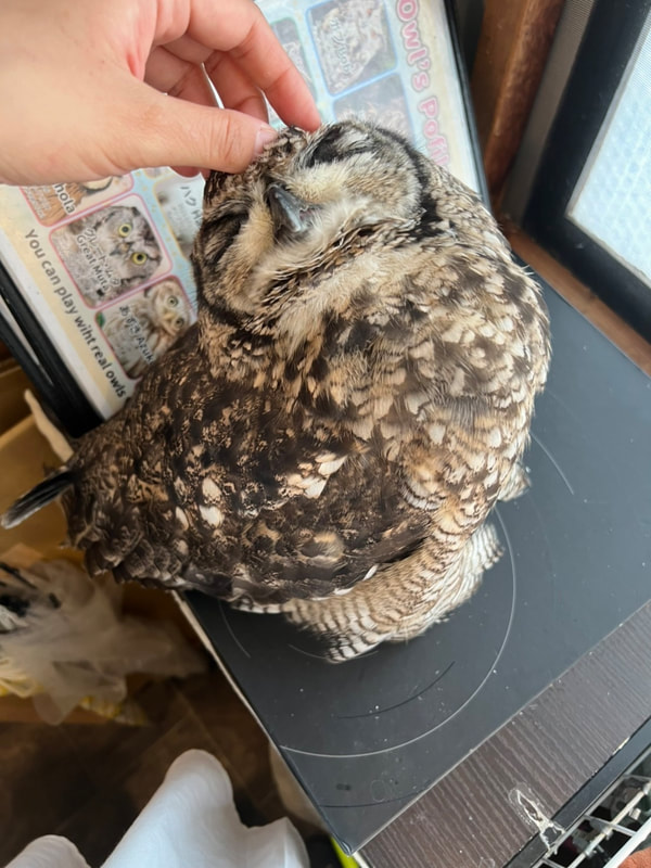 Sptted Eagle Owl - cute - transformation - owl cafe - Harajuku - Tokyo - Shibuya - feather horn - head spa - massage - relax 