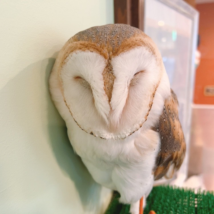 Barn Owl - birthday - 7 years old - female - idol